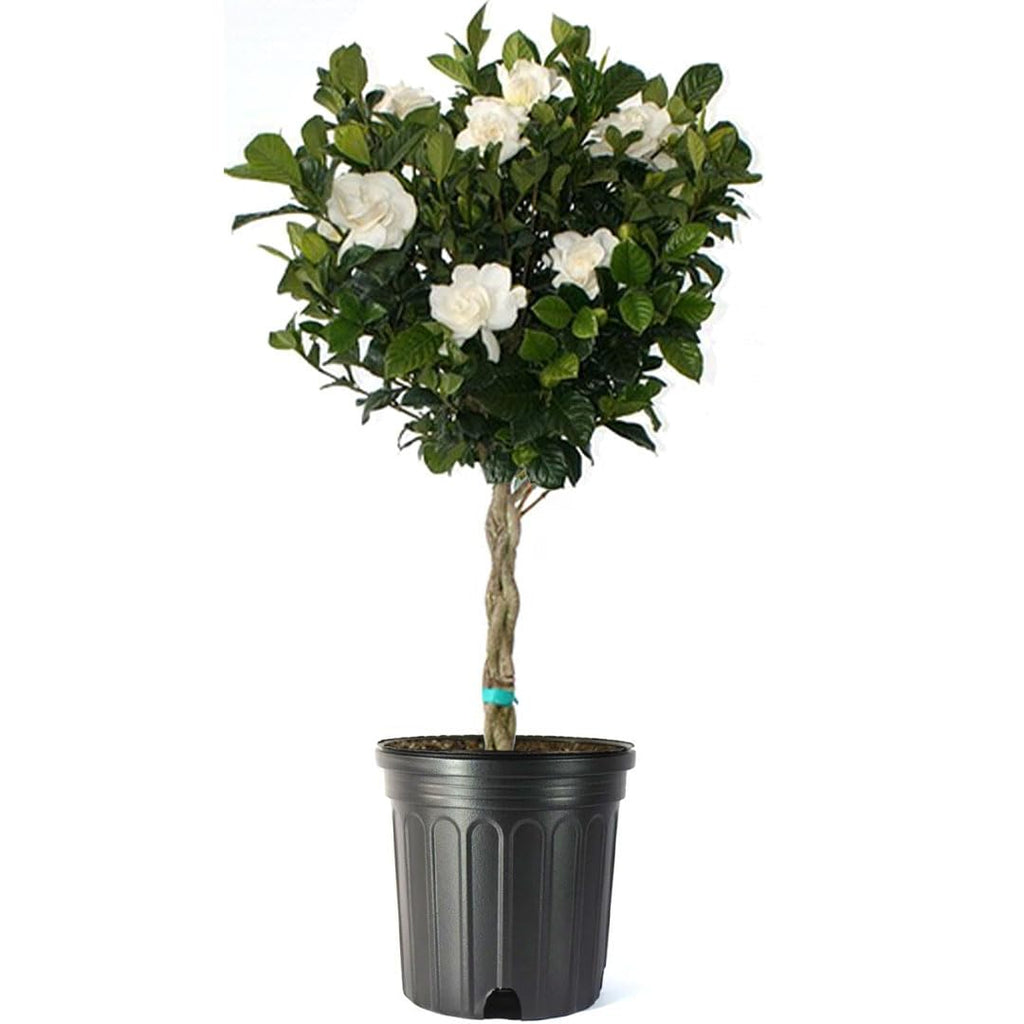 Gardenia Tree Live Evergreen 8-Inch Pot Fragrant White Blooms B814