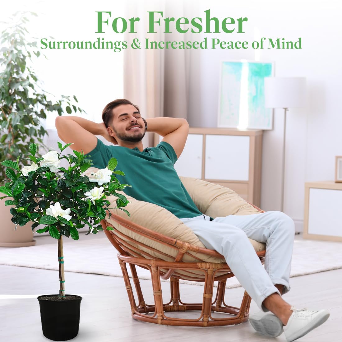 Gardenia Tree Live Evergreen 8-Inch Pot Fragrant White Blooms B814