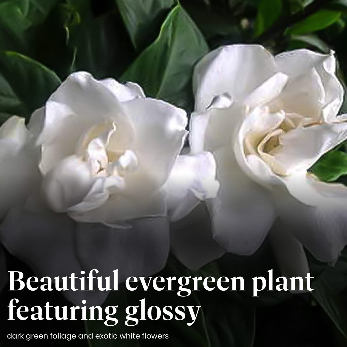 Gardenia Tree Live Evergreen 8-Inch Pot Fragrant White Blooms B814