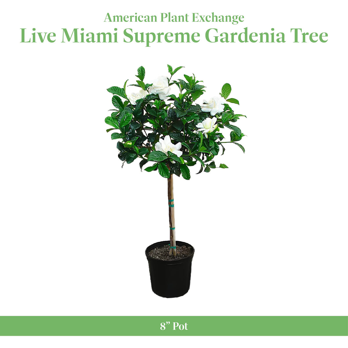 Gardenia Tree Live Evergreen 8-Inch Pot Fragrant White Blooms B814