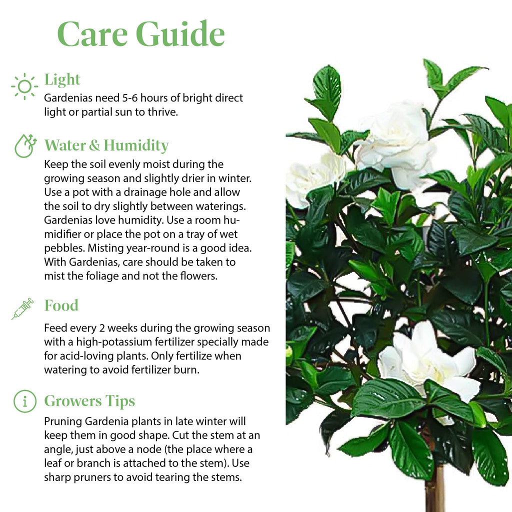 Gardenia Tree Live Evergreen 8-Inch Pot Fragrant White Blooms B814
