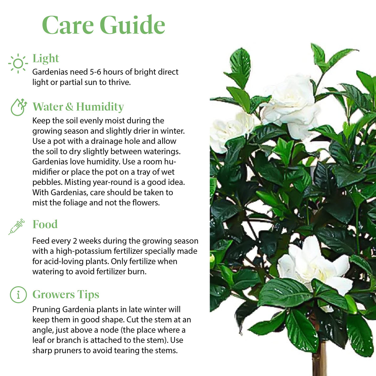 Gardenia Tree Live Evergreen 8-Inch Pot Fragrant White Blooms B814