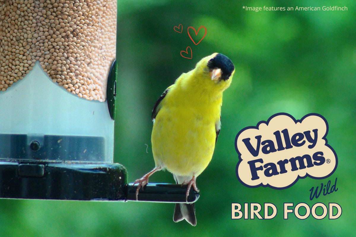 White Millet Wild Bird Seed 20 LB P4305