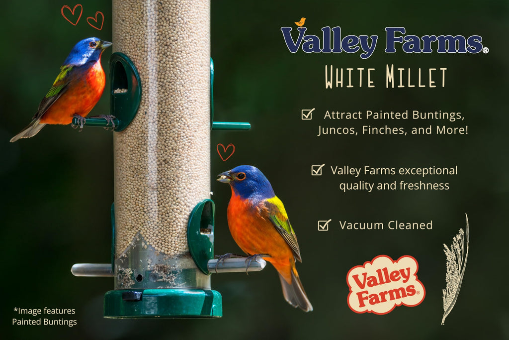 White Millet Wild Bird Seed 20 LB P4305