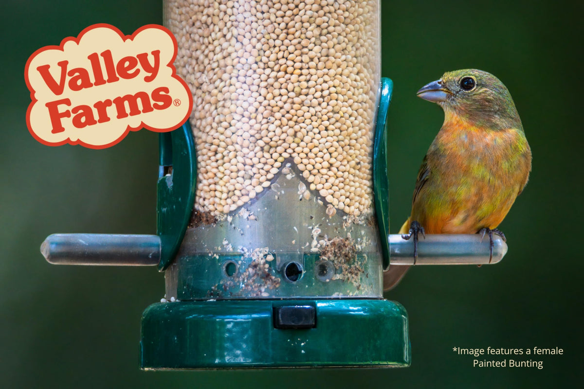 White Millet Wild Bird Seed 20 LB P4305