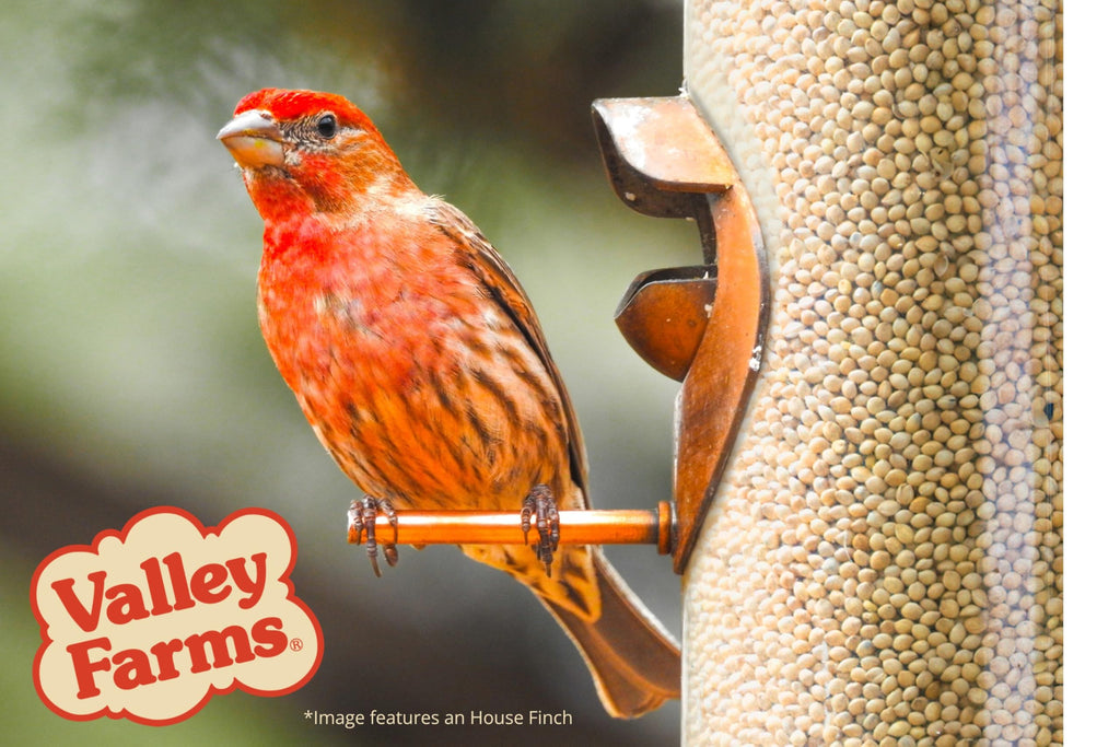 White Millet Wild Bird Seed 20 LB P4305
