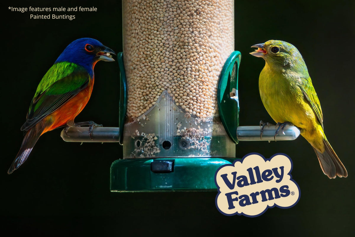 White Millet Wild Bird Seed 20 LB P4305